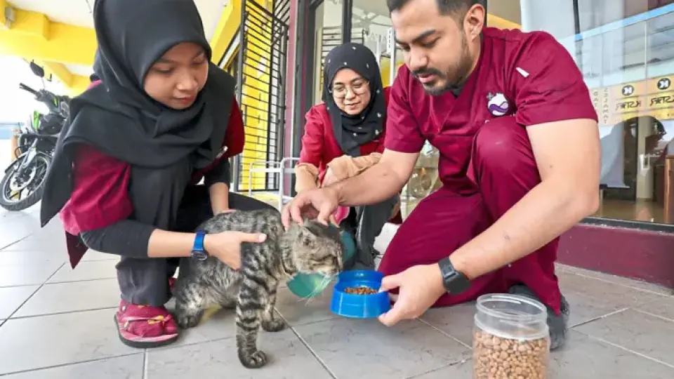 Kuala Lumpur veterinary team on a mission to feed stray cats