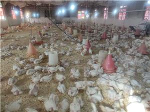 رشد 9 درصدی جوجهریزی مرغ گوشتی در بابل؛ تولید بیش از 13 میلیون قطعه در 9 ماه