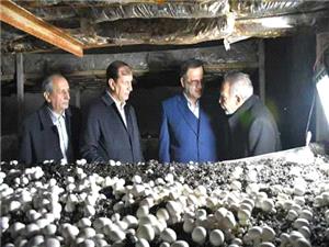 آغاز بهره برداري از بزرگترين واحد پرورش قارچ شمالغرب کشور در مراغه