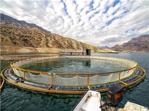 مديرکل شيلات استان کرمانشاه :طرح پرورش ماهي در قفس در چهار سد استان کرمانشاه اجراي شد