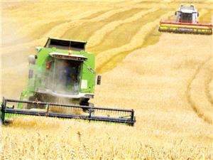 پیشبینی رشد تولید گندم و ذرت اوکراین در سال 2026 علیرغم کاهش عملکرد