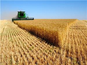 نماينده مجلس:قيمت کمتر از 50 هزار تومان براي گندم امنيت غذايي را تهديد ميکند