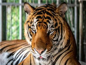 Virus kills dozens of tigers in Thailand park