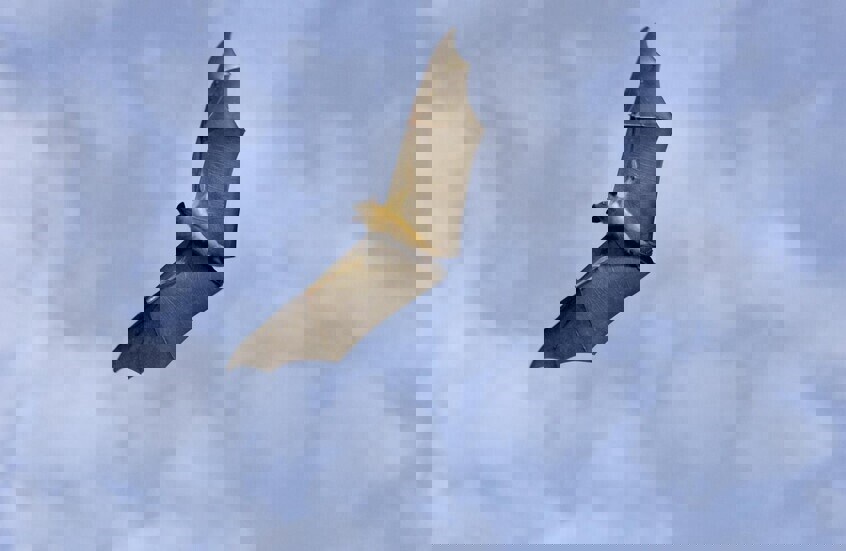 وکاله آریا للأنباء