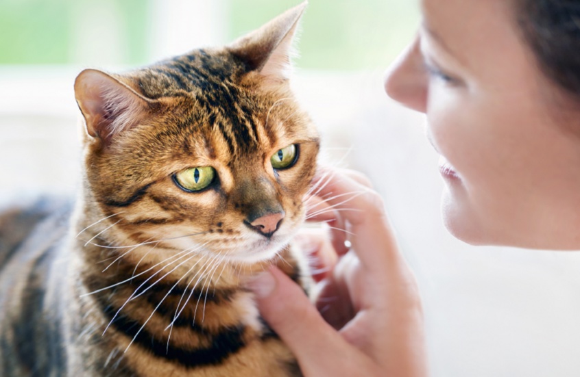 وکاله آریا للأنباء