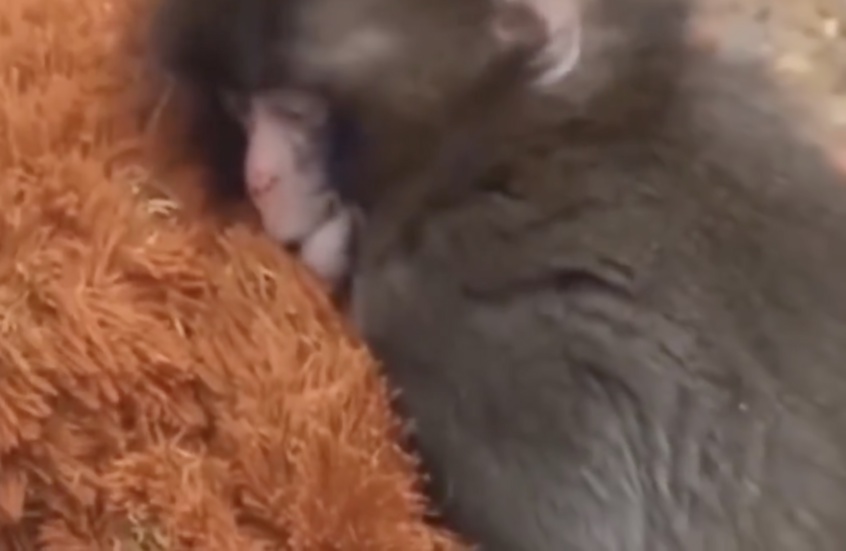 وکاله آریا للأنباء