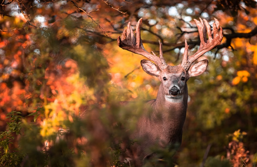 وکاله آریا للأنباء