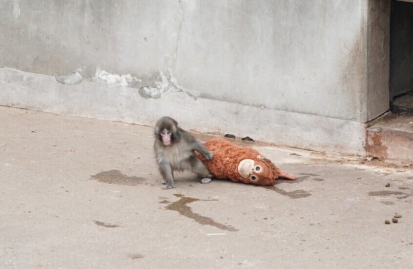 وکاله آریا للأنباء